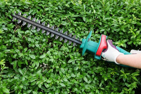 G0PXWK Trimming garden hedge with electrical hedge trimmer