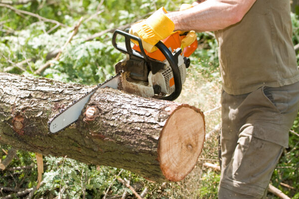 Hands of logger slicing tree with chainsaw