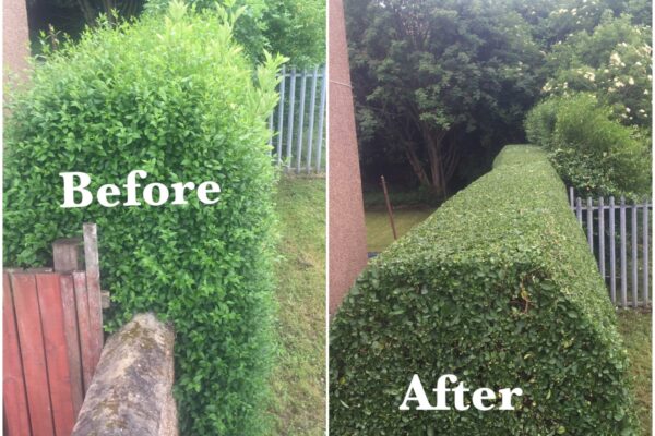 Garden Maintenance Before and After (Square)